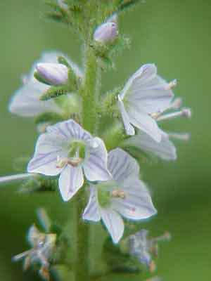 Common Speedwell