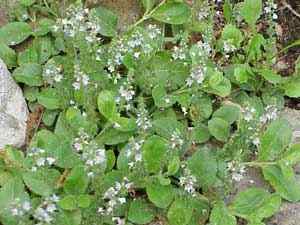 Common Speedwell