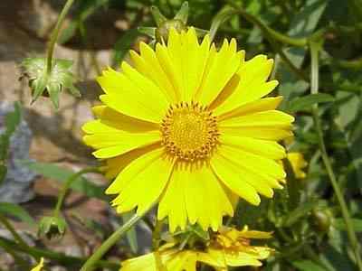 coreopsis lanceolata