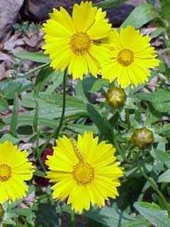 coreopsis lanceolata