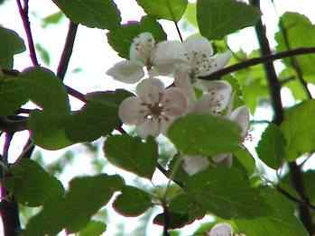 Crabapple