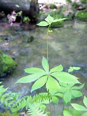 Indian Cucumber Root