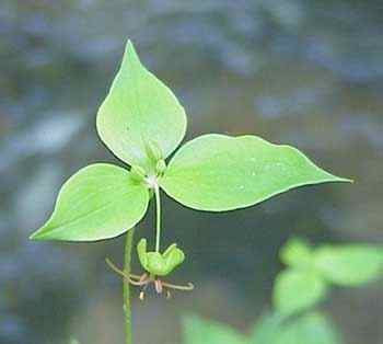 Indian Cucumber Root Flowering Top