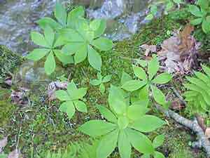 Indian Cucumber Root