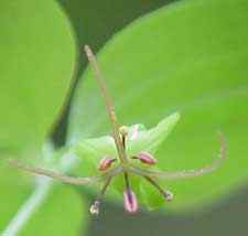 Indian Cucumber Root flower