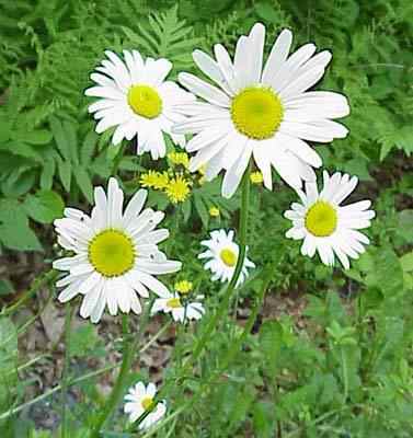 Field Daisy