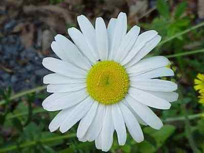 Field Daisy