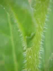 Dame's Rockets note hairy stem