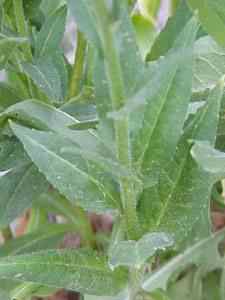 Dame's Rocket Note toothed leaves