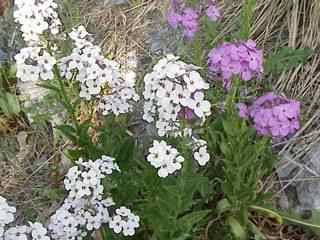 Dame's Rockets Both Colors