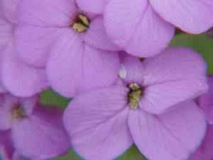 Deep Lavender Dame's Rockets