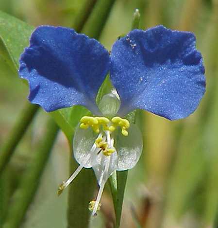 Dayflower (Commelina communis)