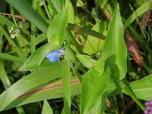 Dayflower (Commelina communis)