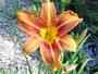 Day Lily