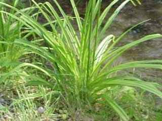 Day lily