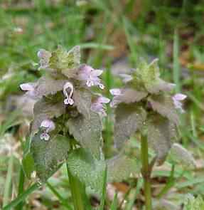 Purple Dead Nettle