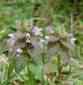 Dead Nettle