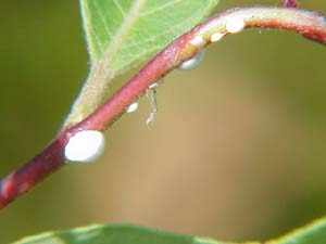 Dogbane