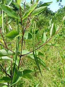 Dogbane pods