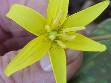 Dog tooth violet