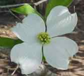 Dogwood