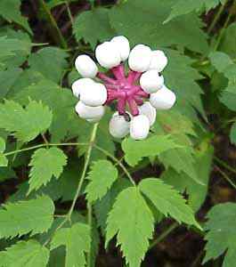 Mature Seed Heads 8/13/2001