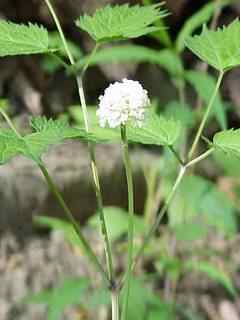 Doll's Eye or White Baneberry