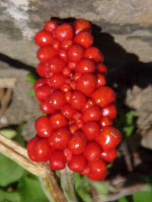 Green Dragon Seed Pod