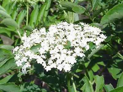 Elderberry