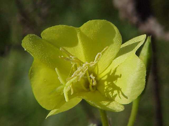 Evening Primrose