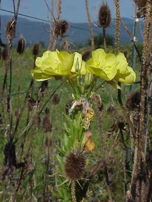 Evening Primrose