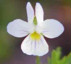 Field Pansy