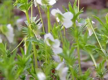 Field Pansy