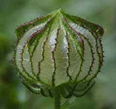 Seed pod Flower of the Hour