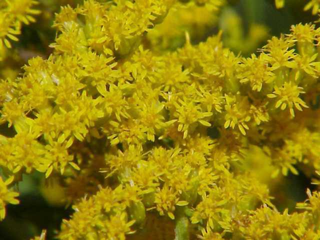 Golden Rod