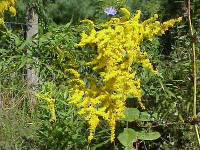 Golden Rod