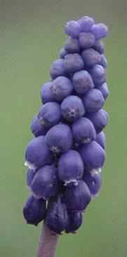 Grape Hyacinth