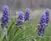 Grape Hyacinth