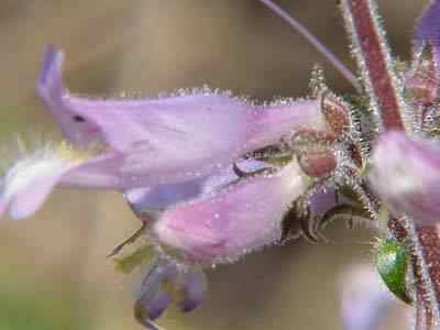 Gray bearded Tongue