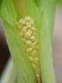 Green Dragon  (Arisaema dracontium)