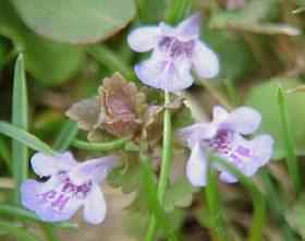 Ground ivy