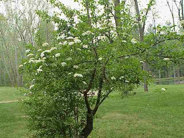 Hawthorn