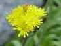 Hawkweed Devils paint brush