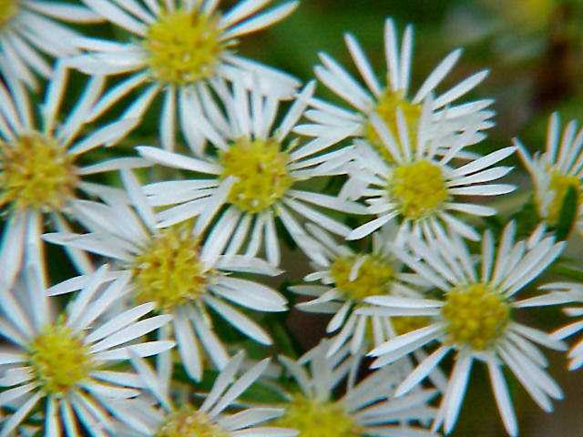 Heath Aster