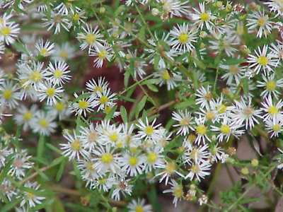 Heath Aster