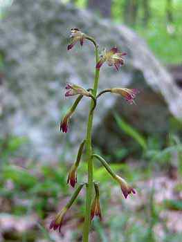 Flower Stalk