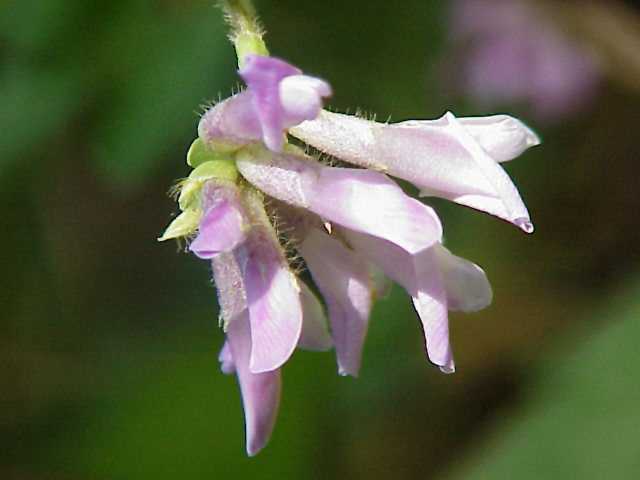 Hog Peanut