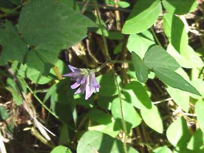 Hog Peanut