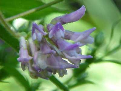 Hog Peanut