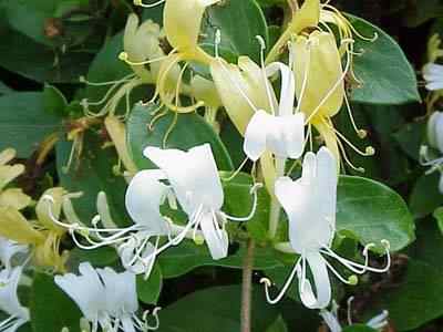 Japanese Honeysuckle